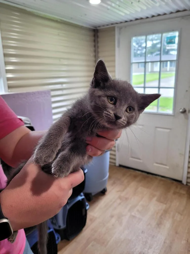 A baby small-sized female Gray / Blue / Silver Domestic Short Hair cat named Evelyn for adoption in Linton, IN