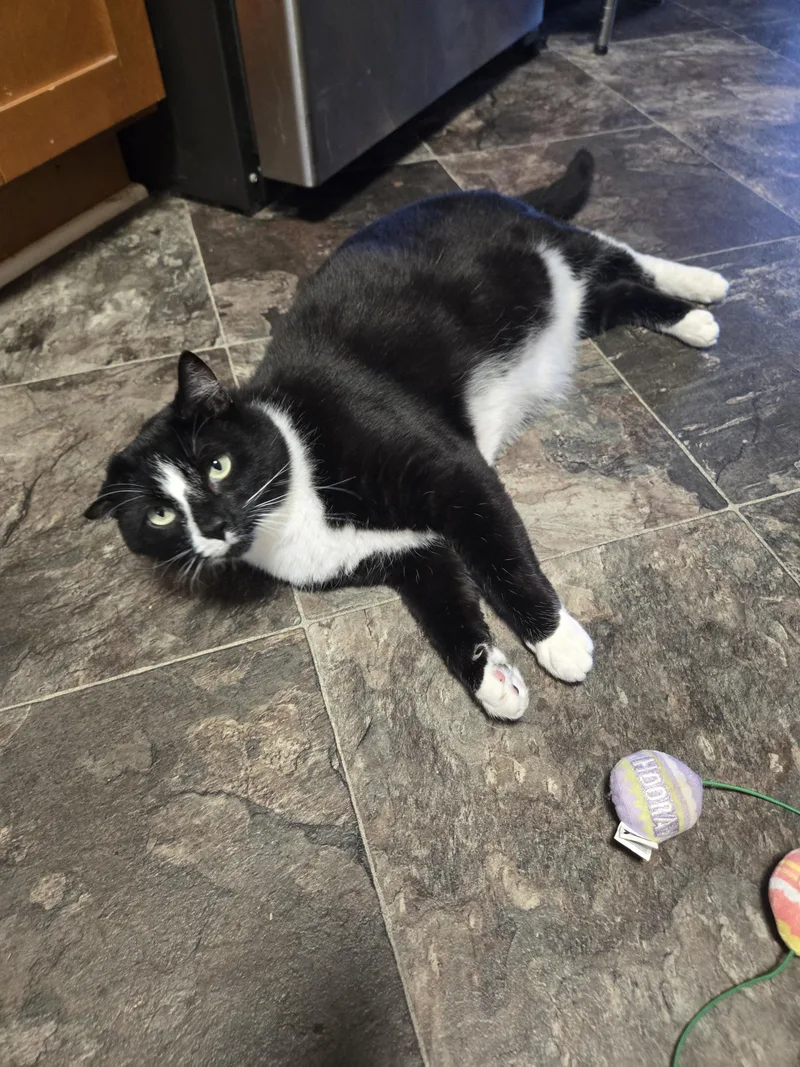 An adult large-sized male Black & White / Tuxedo American Shorthair cat named Domino for adoption in North Chesterfield, VA