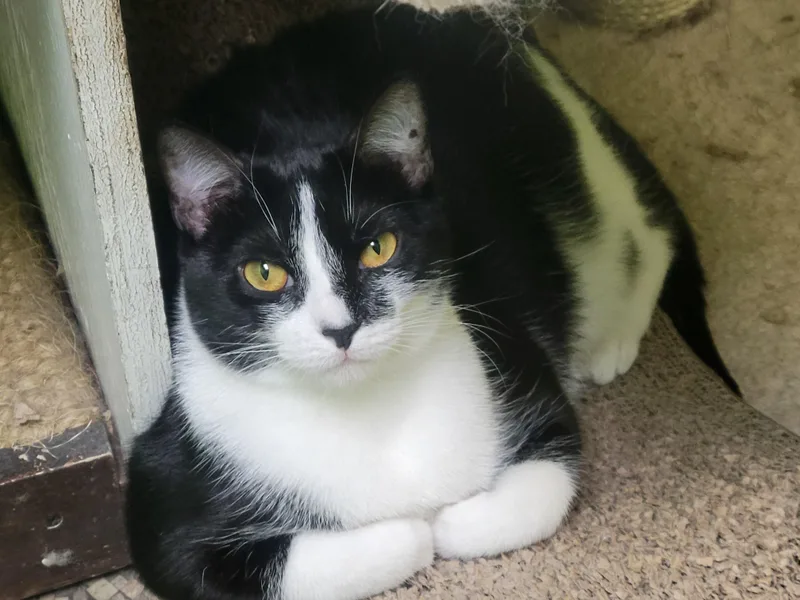 An adult medium-sized female Black & White / Tuxedo Domestic Short Hair cat named Hilda for adoption in Memphis, TN