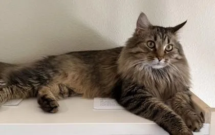 An adult small-sized male Domestic Long Hair cat named Stitch for adoption in Golden Valley, MN