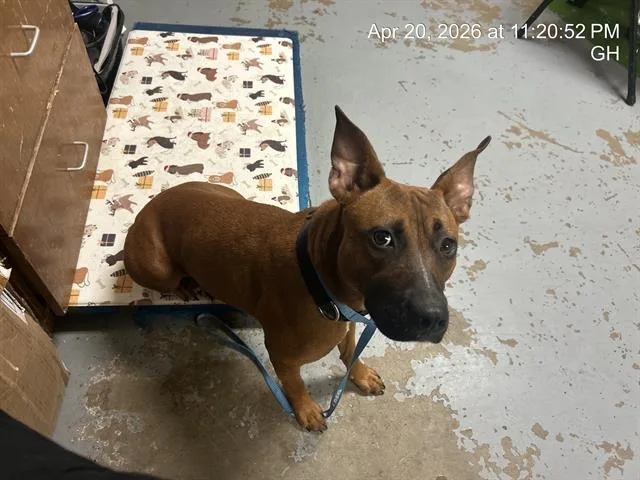 A young medium-sized female Pit Bull Terrier dog named Bailey Girl for adoption in Ocala, FL