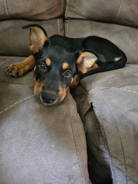 A baby large-sized female Shepherd dog named Lark for adoption in North Prairie, WI