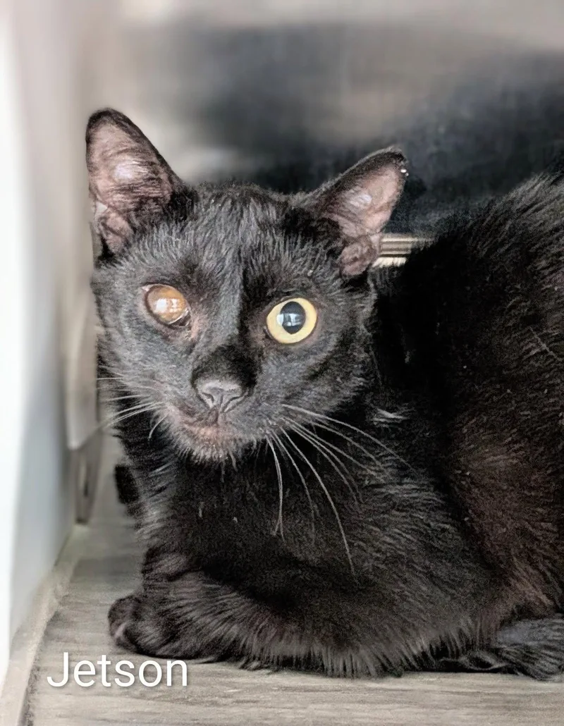 An adult medium-sized male Black Domestic Short Hair cat named Jetson for adoption in Flint, MI