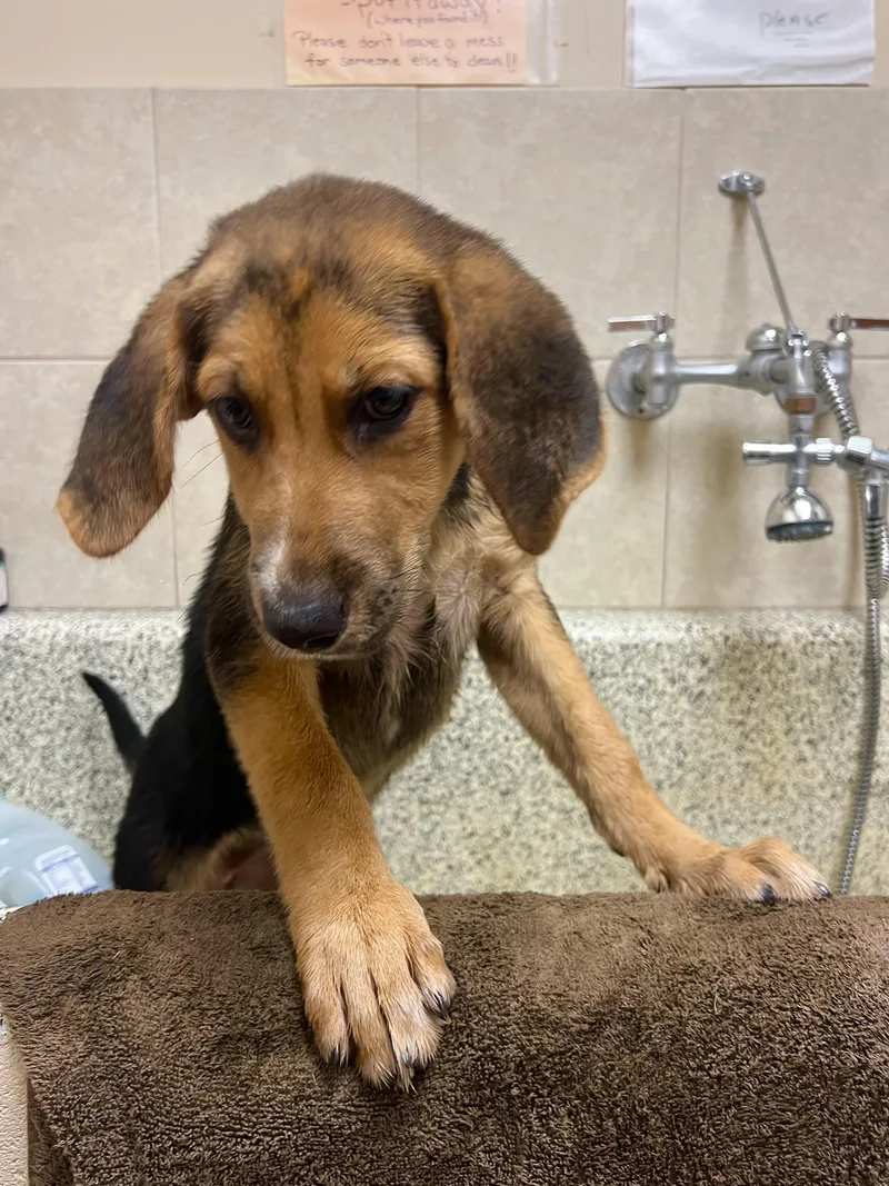 A baby large-sized male Tricolor (Brown, Black, & White) Coonhound dog named Mousse for adoption in Monroe, OH