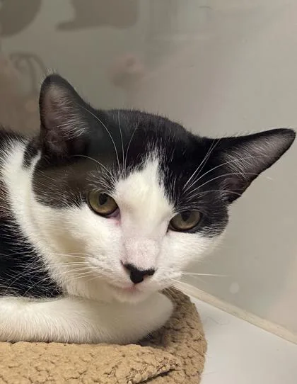 Checkers thumbnail 2