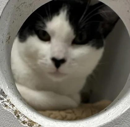 Checkers thumbnail 3