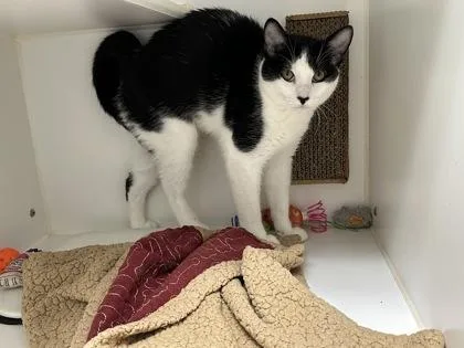 Checkers thumbnail 4