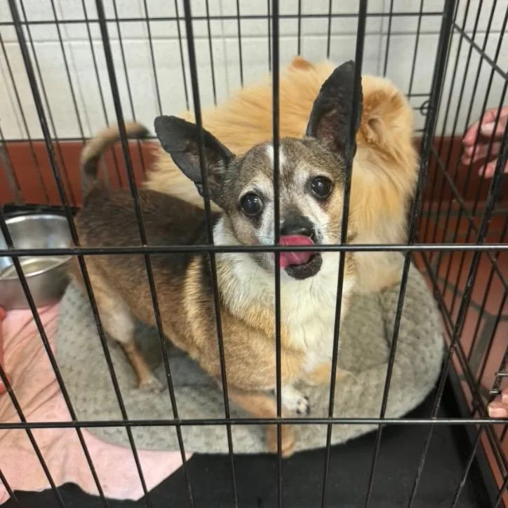 A senior small-sized male White / Cream Pomeranian dog named Jojo for adoption in Tunkhannock, PA
