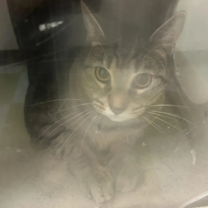 An adult large-sized female Gray / Blue / Silver Domestic Short Hair cat named Lilah for adoption in Philadelphia, PA