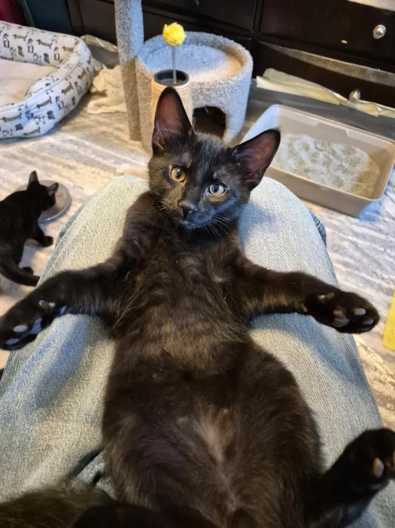 A baby medium-sized male Black Domestic Short Hair cat named Loki for adoption in Joliet, IL