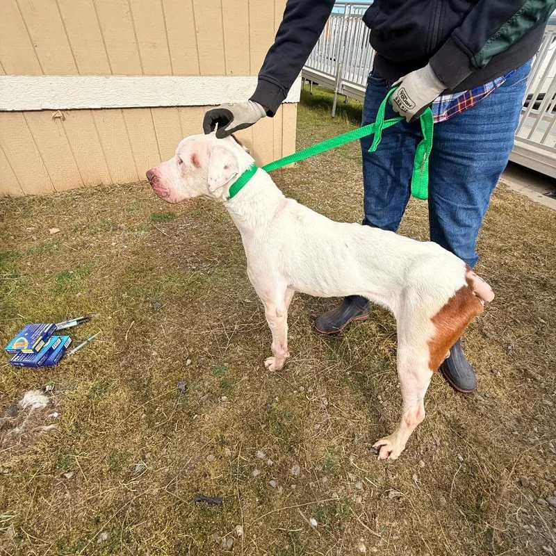 A senior large-sized male White / Cream Mixed Breed dog named Rock for adoption in Fort Bragg, CA