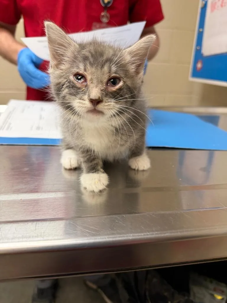 A baby small-sized female Domestic Short Hair cat named Storm Forge for adoption in Wintersville, OH