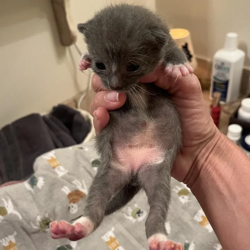 A baby small-sized male Domestic Short Hair cat named Branch for adoption in Hamilton, GA