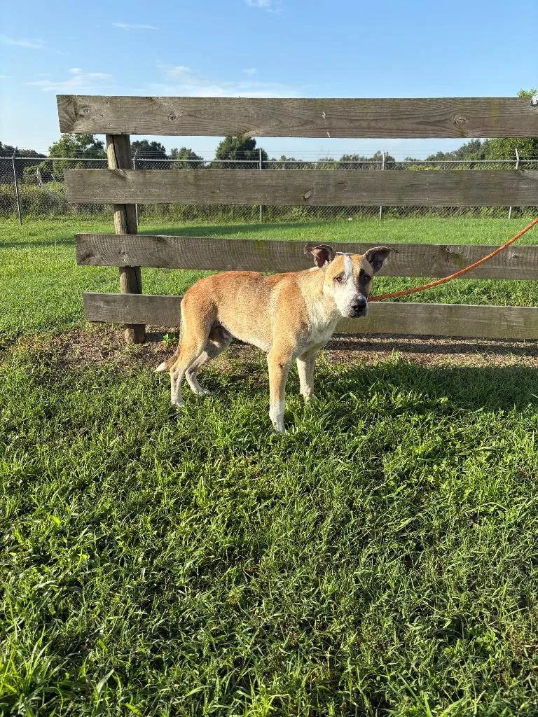 An adult medium-sized male Terrier dog named Bear for adoption in Wauchula, FL