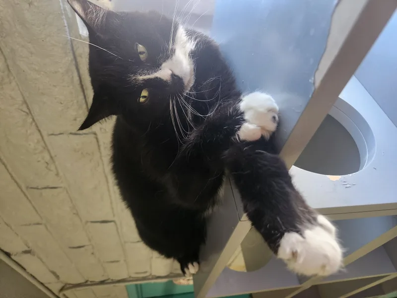 A senior extra large-sized male Black & White / Tuxedo Domestic Short Hair cat named Frankie for adoption in Phoenix, AZ