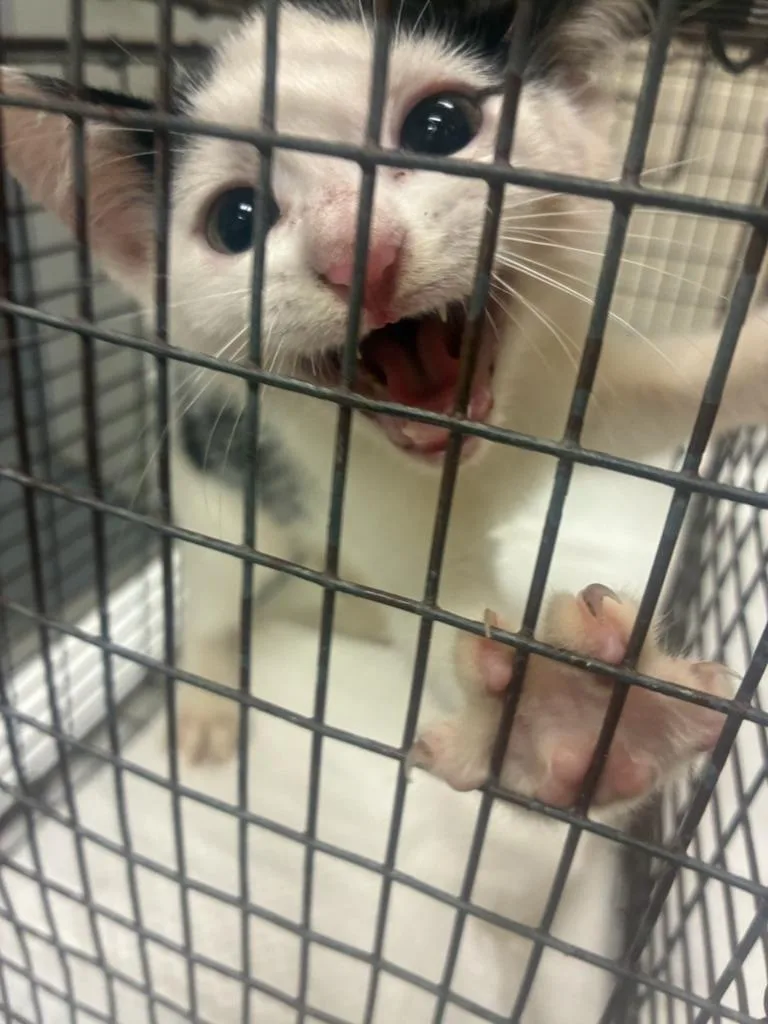 A baby small-sized female Domestic Short Hair cat named Auburn for adoption in Winder, GA