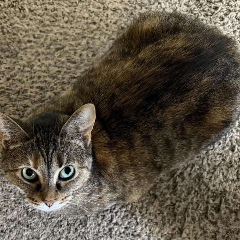 An adult medium-sized female Brown / Chocolate Domestic Short Hair cat named Kitkat for adoption in Carmel, IN