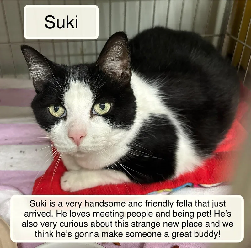 An adult medium-sized female Black Domestic Short Hair cat named Suki for adoption in Ellicott City, MD