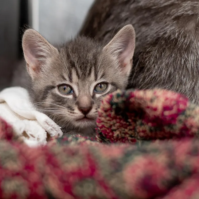An adult large-sized male Domestic Short Hair cat named Willow for adoption in Asheville, NC
