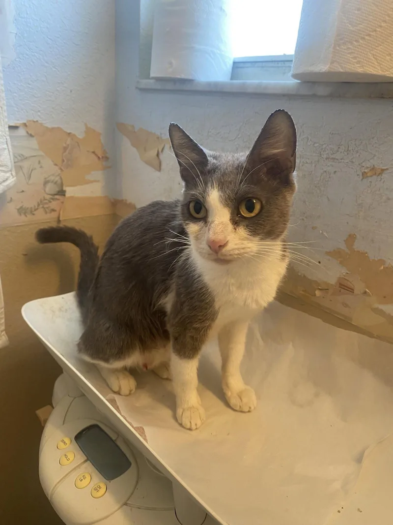 An adult medium-sized female Gray & White Domestic Short Hair cat named Kallista for adoption in Tampa, FL