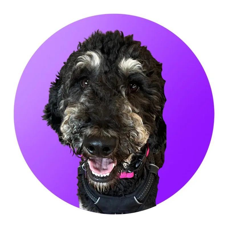 A young medium-sized female Black Bernese Mountain Dog dog named Velma for adoption in Pacific Grove, CA