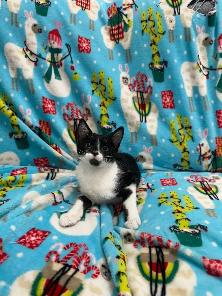 A baby small-sized male Domestic Short Hair cat named Jack for adoption in Newberg, OR