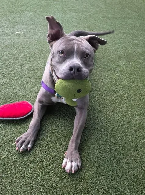 An adult large-sized female Pit Bull Terrier dog named Bluey for adoption in Chula Vista, CA