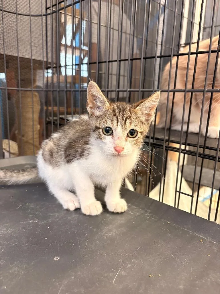 A baby medium-sized male Domestic Short Hair cat named Frank for adoption in Heber City, UT
