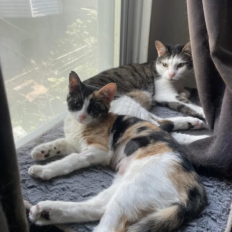 A baby small-sized female Calico Domestic Short Hair cat named Agnes for adoption in Philadelphia, PA