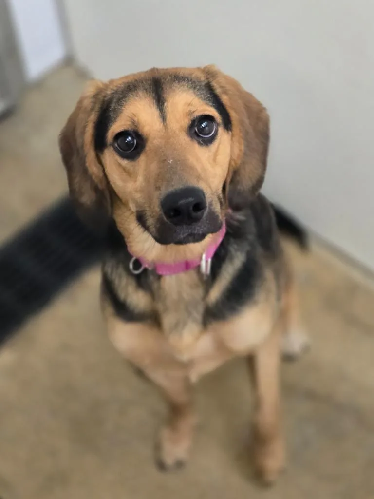 A young medium-sized female Beagle dog named Autumn for adoption in Viroqua, WI