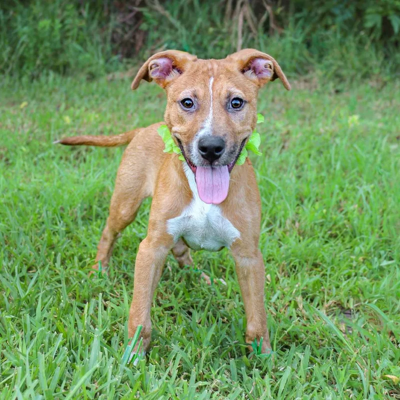 A baby small-sized male Mixed Breed dog named Dunn for adoption in Lake Jackson, TX