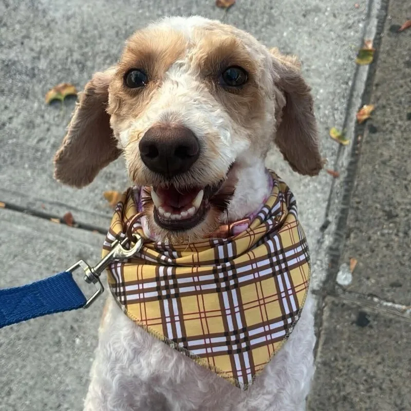An adult medium-sized female Poodle dog named Dolce for adoption in Long Island City, NY