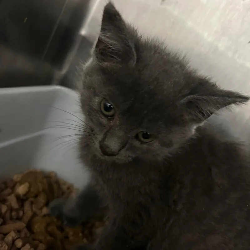 A baby small-sized female Gray / Blue / Silver Domestic Short Hair cat named Robin for adoption in Austin, TX
