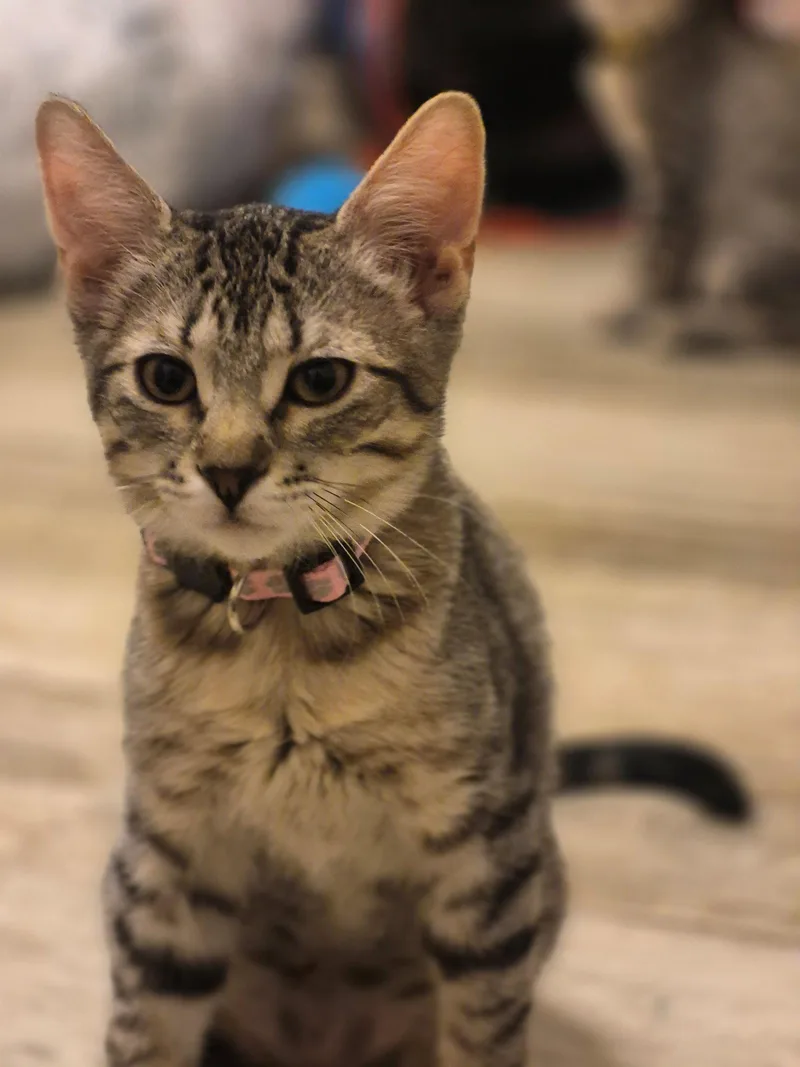 A young medium-sized female Domestic Short Hair cat named Paisley for adoption in Phoenix, AZ