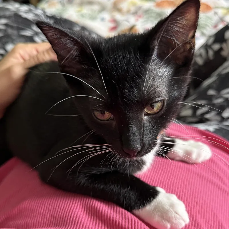 A baby medium-sized female Black & White / Tuxedo Domestic Short Hair cat named Mittens for adoption in Schaumburg, IL