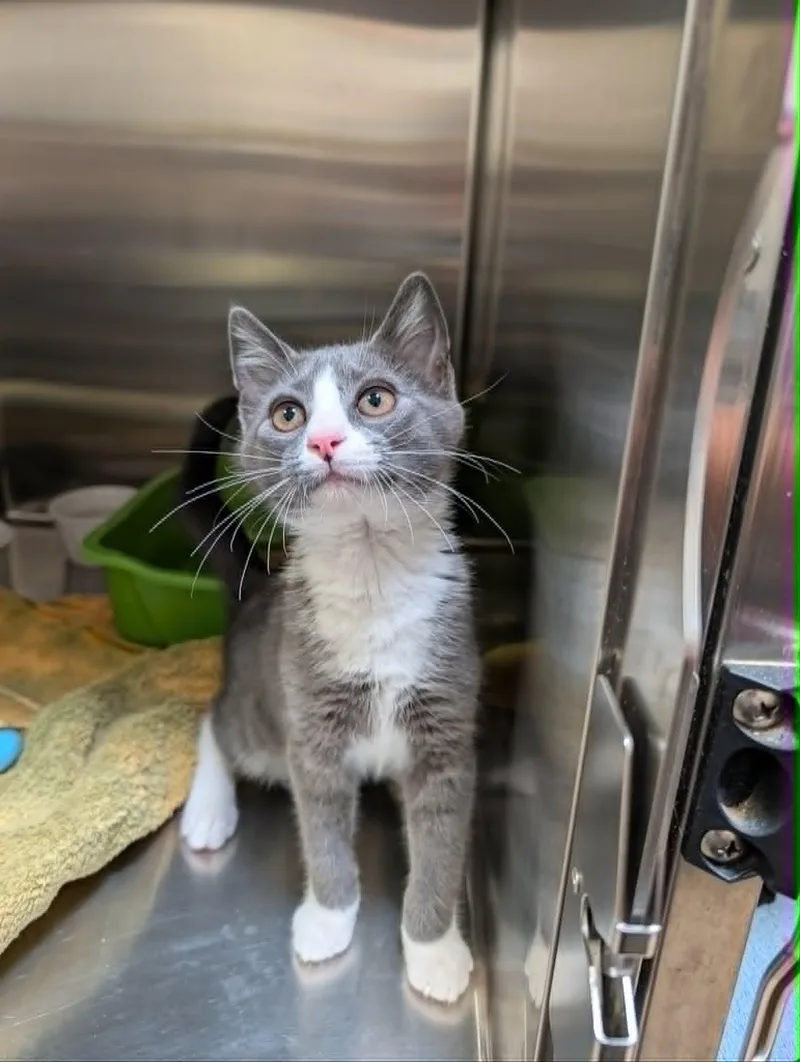 A baby medium-sized male Gray & White Domestic Short Hair cat named Ed for adoption in Chambersburg, PA