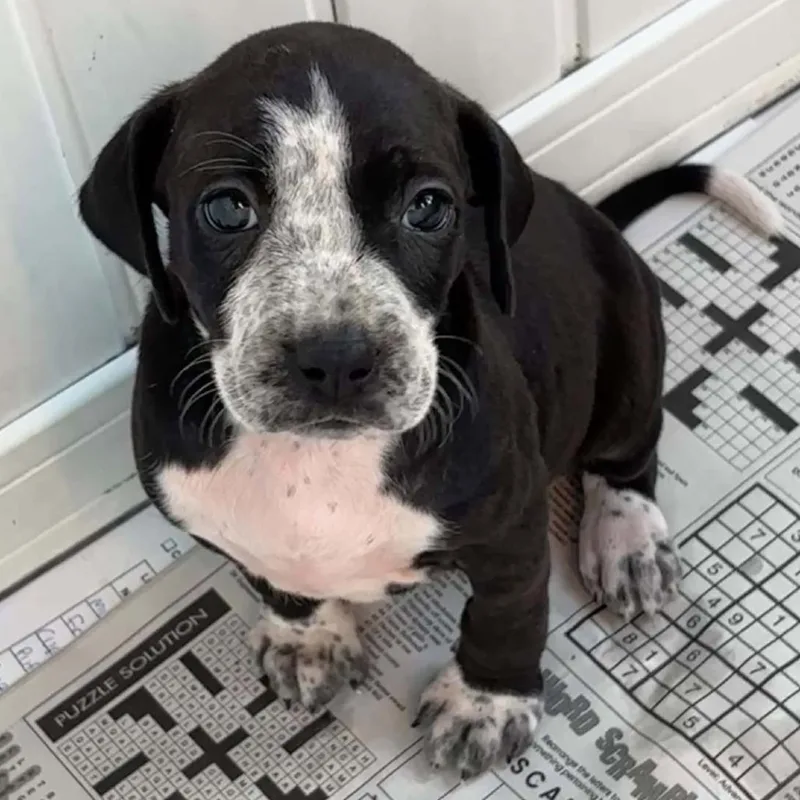A baby small-sized female Black Mixed Breed dog named JP Morgan for adoption in Huntington, WV