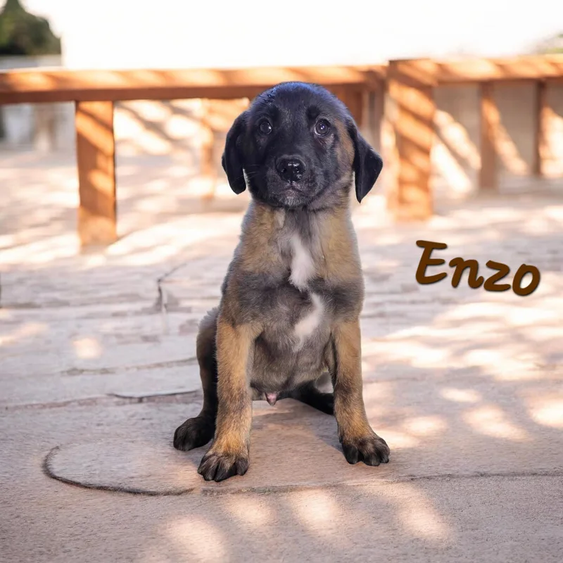 A baby medium-sized male Black Boxer dog named Enzo for adoption in Watertown, CT