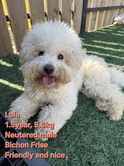 A young small-sized male Bichon Frise dog named Lolo for adoption in Agoura Hills, CA