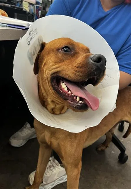 A young medium-sized male Mixed Breed dog named Simba for adoption in Dallas, TX