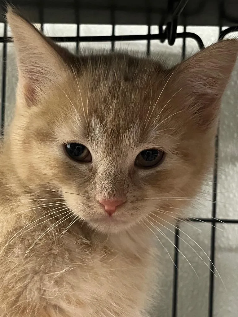 A baby medium-sized female Domestic Medium Hair cat named Jaycee for adoption in Saginaw, MI