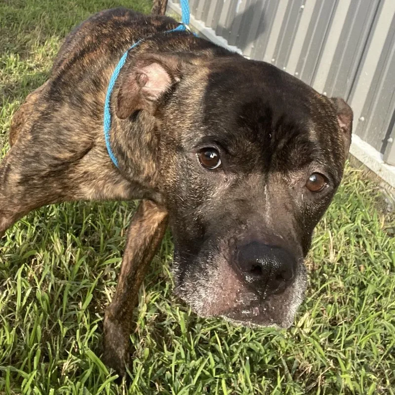 An adult medium-sized male Brindle Mixed Breed dog named Ranger for adoption in Dickinson, TX