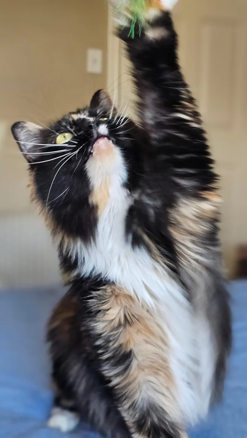 Patches