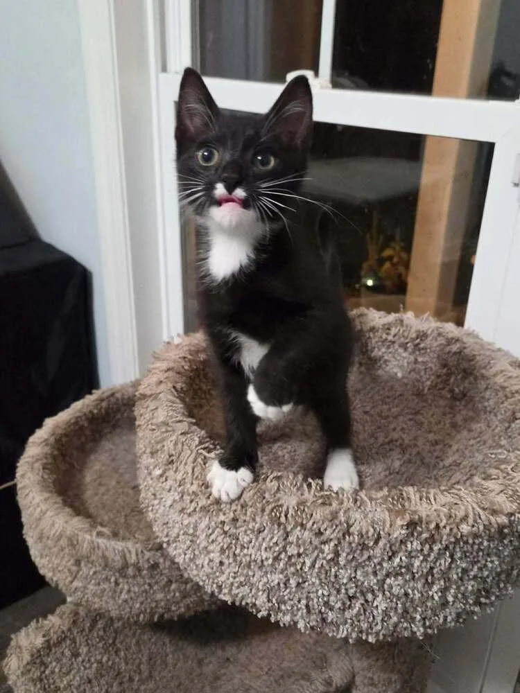 A baby small-sized male Black & White / Tuxedo Domestic Short Hair cat named Lil Baby for adoption in Statesboro, GA