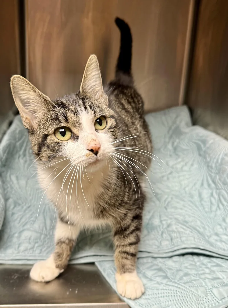 An adult medium-sized female Tabby (Gray / Blue / Silver) Domestic Short Hair cat named Eleanor for adoption in Frewsburg, NY
