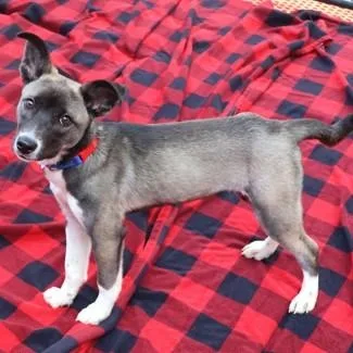 A baby medium-sized female Shepherd dog named Sasha for adoption in Danbury, CT