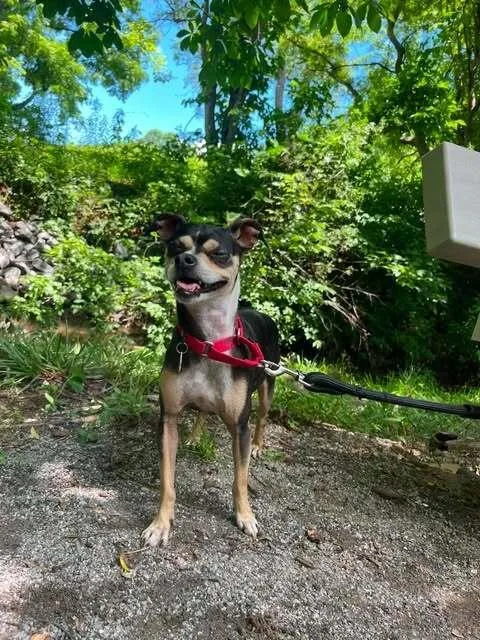 A young small-sized female Chihuahua dog named Winnie for adoption in Candler, NC