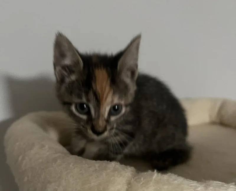 A baby small-sized female Domestic Short Hair cat named Millicent for adoption in Wilmington, NC