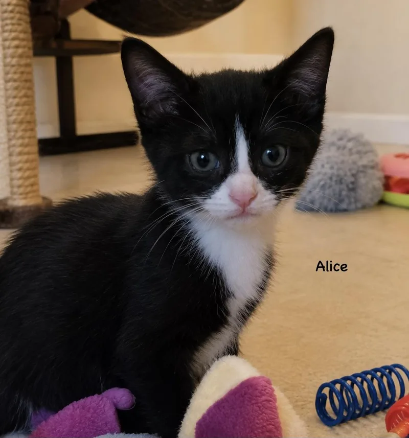 A baby small-sized female Domestic Short Hair cat named Alice for adoption in Dixon, CA