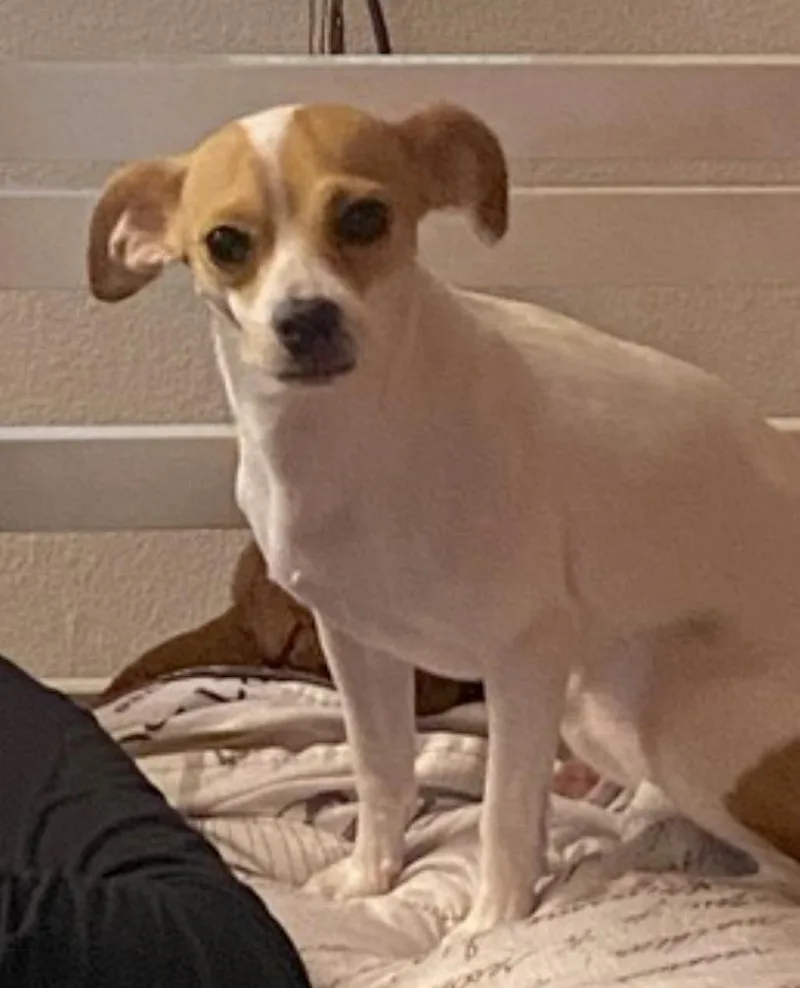 An adult small-sized female White / Cream Chihuahua dog named Princess for adoption in Amherst, MA
